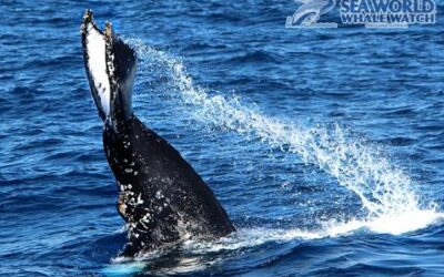 Welcome to the Spectacular World of the Whales!