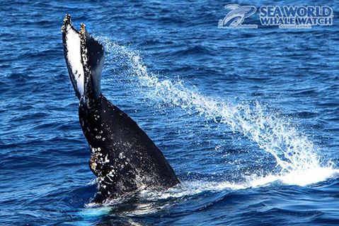 Welcome to the Spectacular World of the Whales!