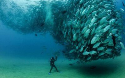 An Unforgettable Snorkelling Experience Awaits On Coolangatta Beach