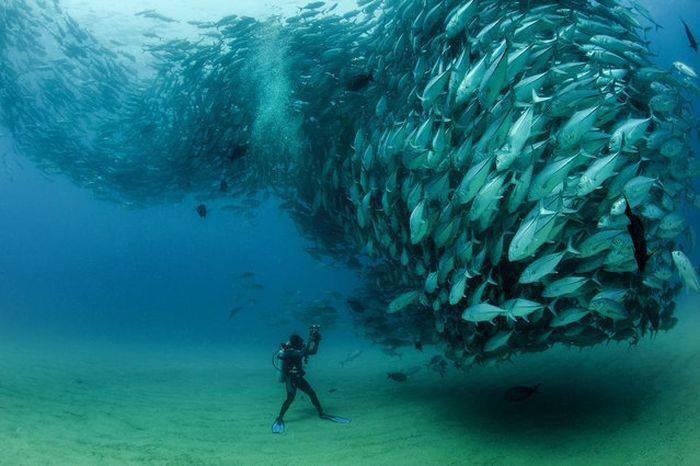 An Unforgettable Snorkelling Experience Awaits On Coolangatta Beach